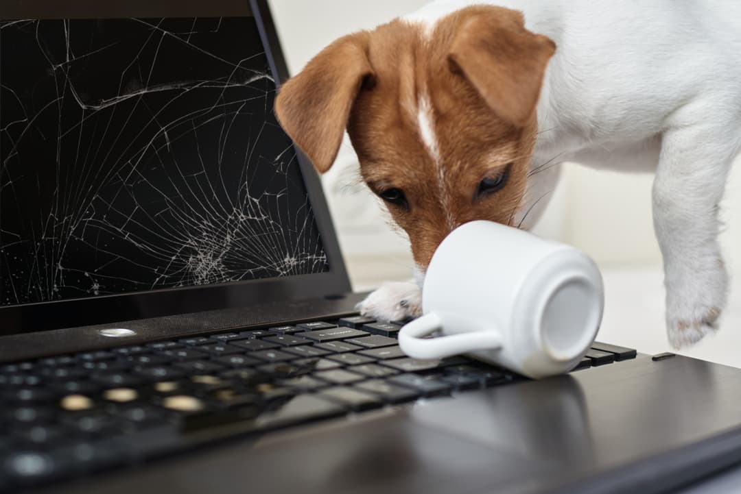 A puppy trying its best to fix your computer